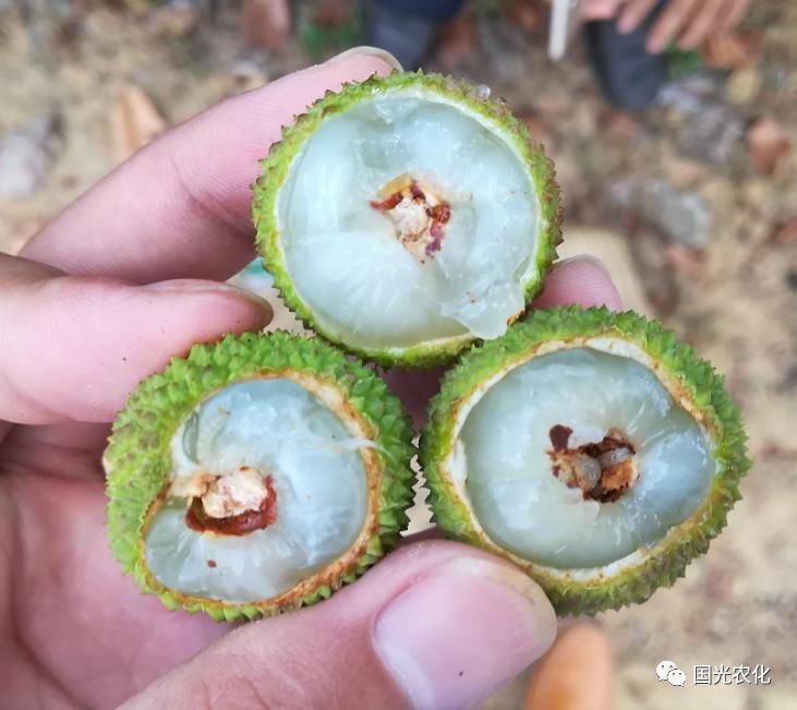 荔枝蒂蛀虫为何防治效果不佳?仅果期为害?答案在这里