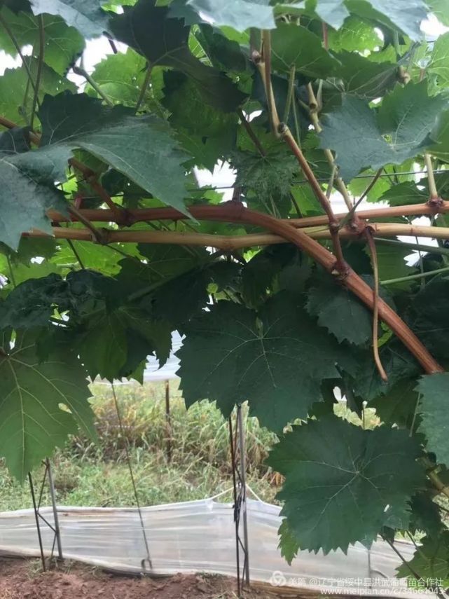 已经落叶,开始冬剪,准备埋土防寒11月20日冬剪完成3309m砧木阳光玫瑰