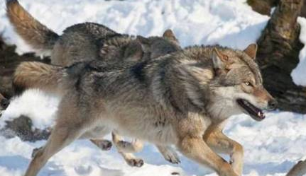 这是世界上最大的狼类 体长达2 3米 站起来比姚明还高 腾讯新闻