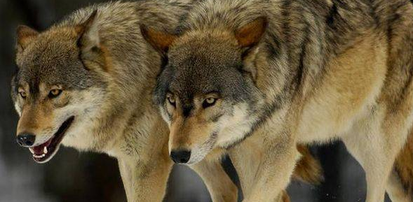 这是世界上最大的狼类 体长达2 3米 站起来比姚明还高 腾讯新闻