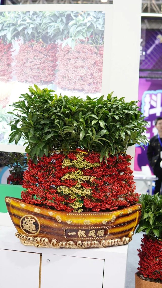 不见不散!本周六武平东留第二届富贵籽花王大赛!