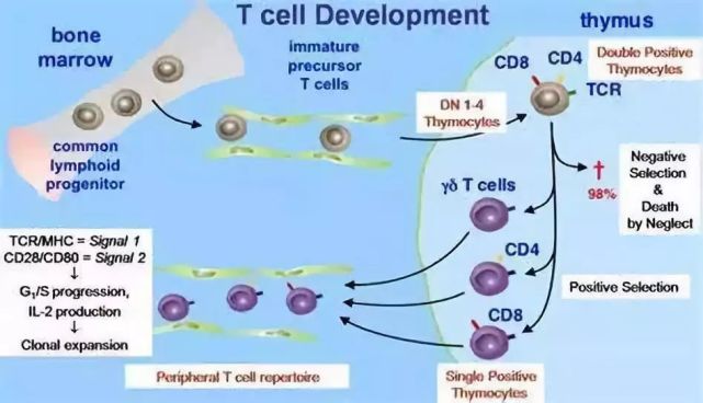 t淋巴细胞基础生物学从起源到功能