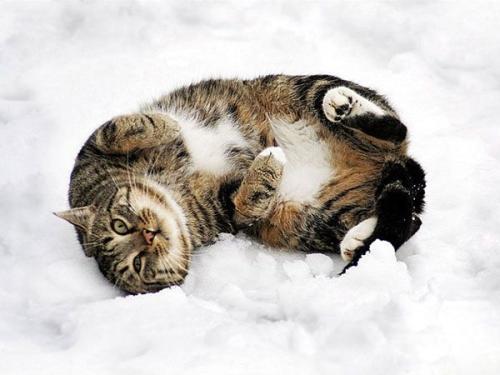 百看不厌 雪地里的小猫咪们 初次见雪仿佛看到了新世界 腾讯新闻