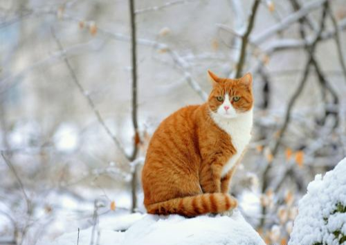 百看不厌 雪地里的小猫咪们 初次见雪仿佛看到了新世界 腾讯新闻