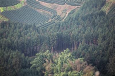 12月10日,洪雅县玉屏山山脚,村民退耕还林后在土地上种植了密密麻麻的