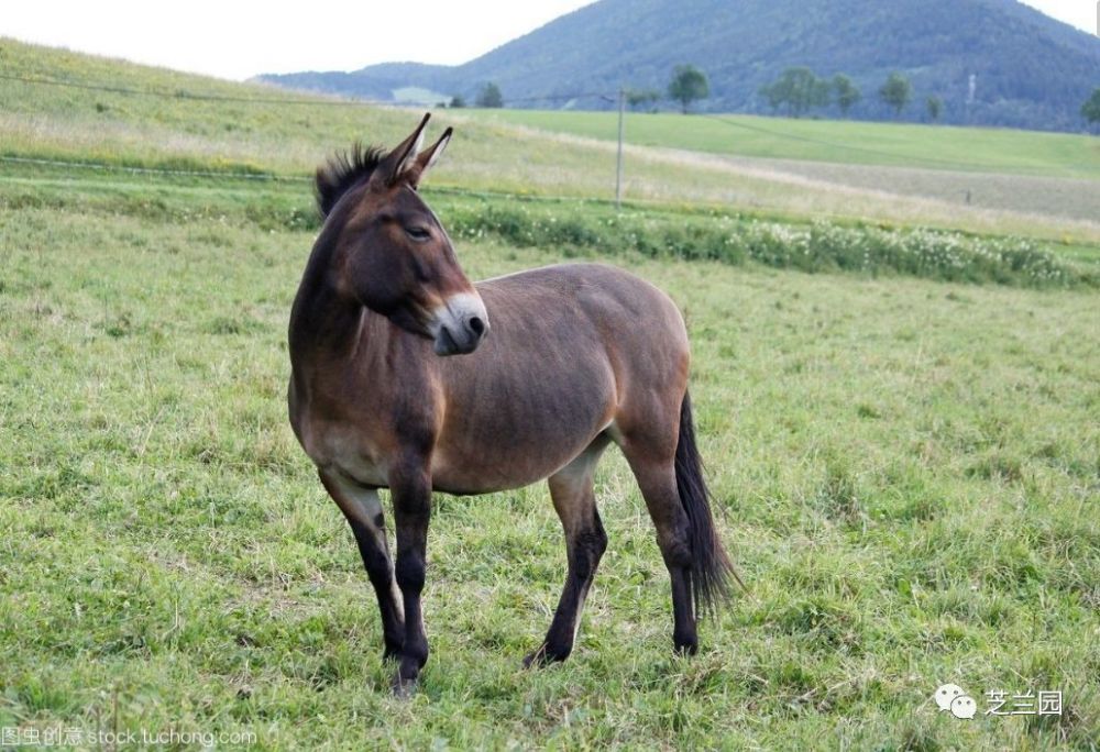 生产队的黑骡子