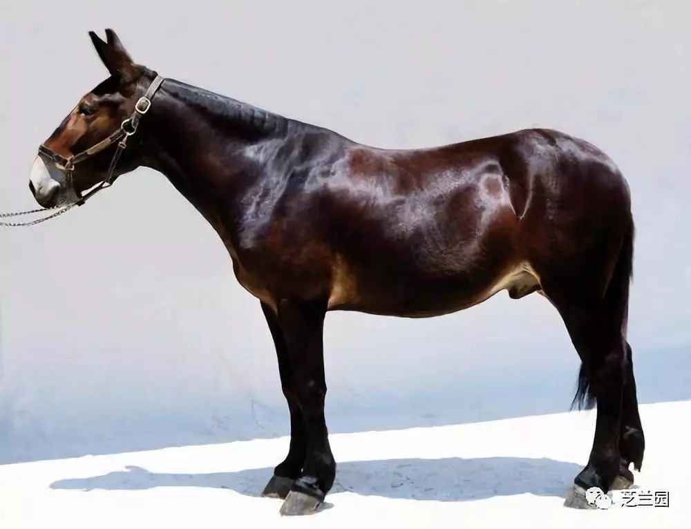 生产队的黑骡子