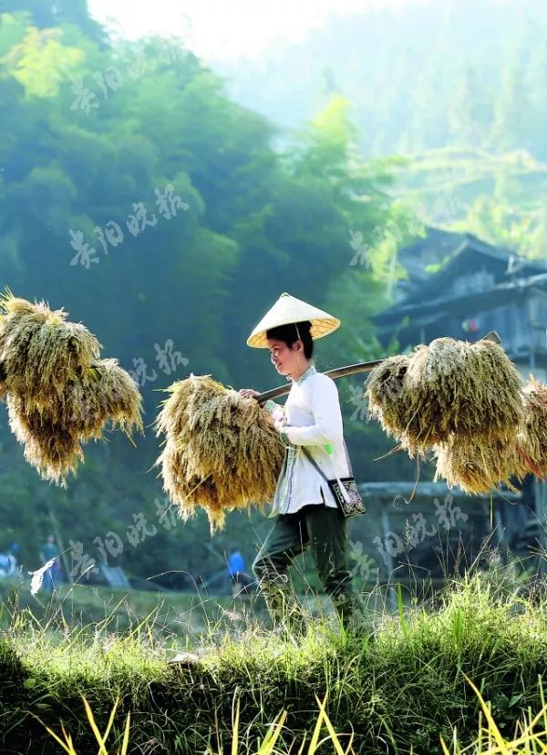 貴州千年香禾糯跨越山海入澳門