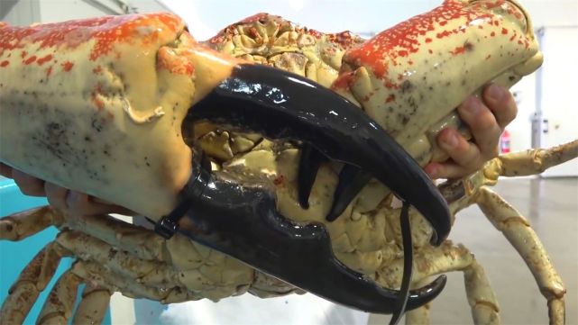 最重可达72斤一只至少2千元,堪称"蟹中帝皇"|螃蟹|皇帝蟹