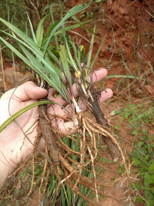 生命力极强的丝茅草怎样才能去除