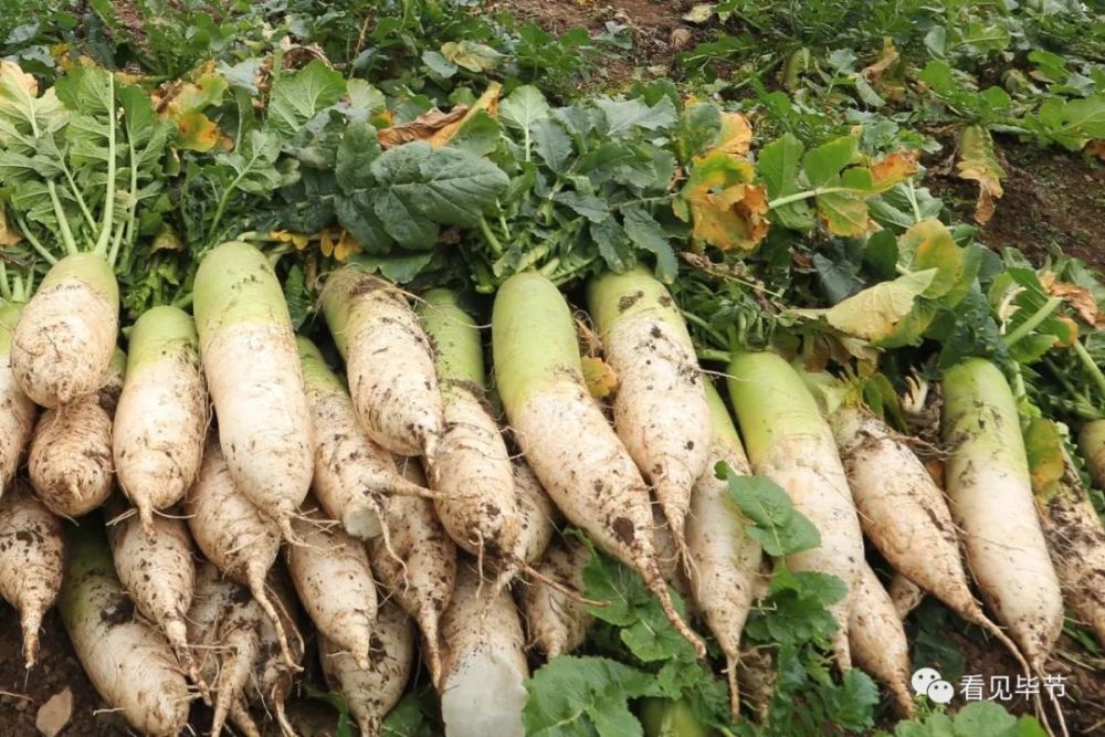 视频 毕节日报全媒体记者 王纯亮 编辑:郭俊才  编审:宋琴  监制:王艳