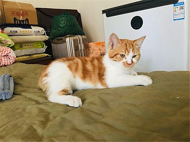 黄狸猫都不能叫橘猫了与宠物大橘相比中华黄狸却有着独特优势
