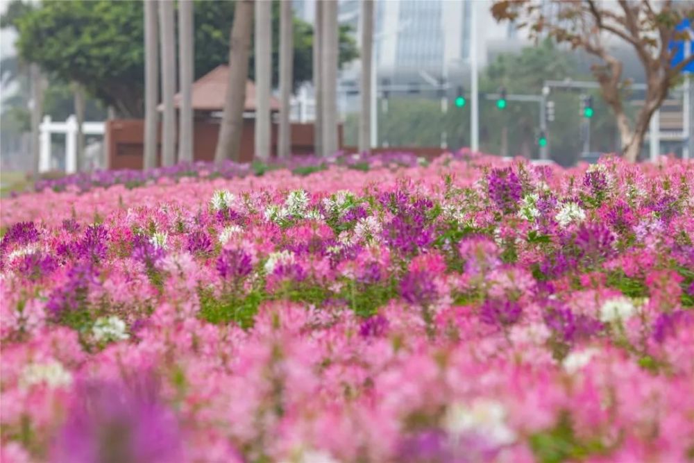 美炸了 巨型花海绽放情侣路 高清手机壁纸来了 腾讯新闻