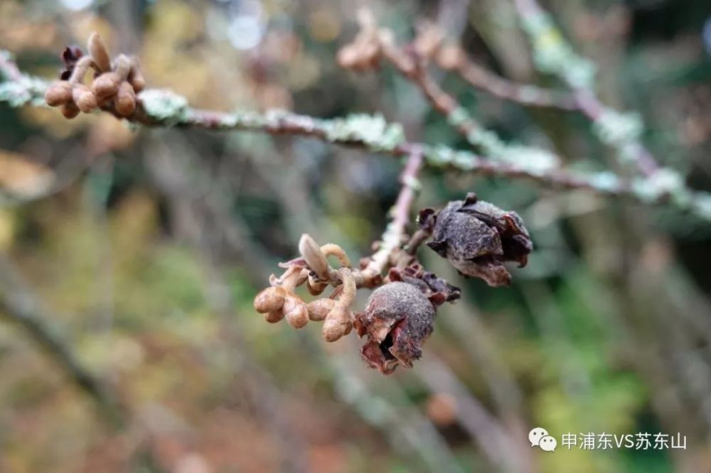 金缕梅,hamamelis mollis oliv.