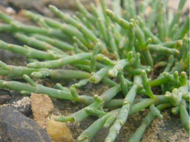 荒野维生野菜系列—西洋海笋_腾讯网