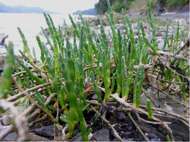 荒野维生野菜系列—西洋海笋_腾讯网