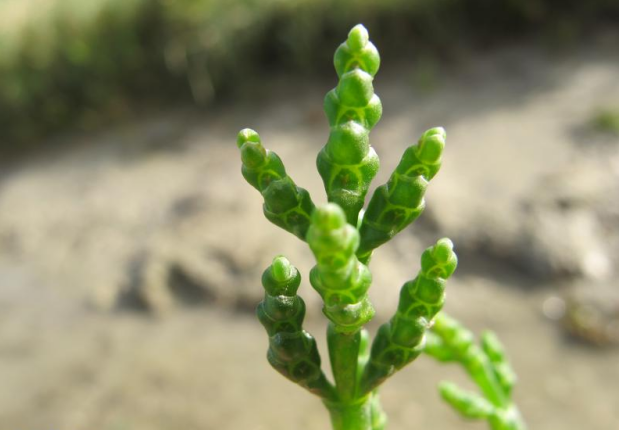 荒野维生野菜系列—西洋海笋_腾讯网