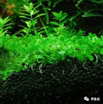 鱼缸要铺底砂吗 鱼缸铺底砂利大于弊 观赏鱼养好跟底砂离不开 腾讯新闻