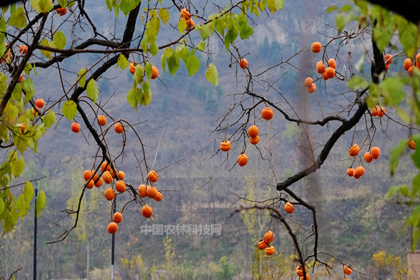 柿子树的盆栽养护种植技巧 教你在家种出好看的柿子树 简单易学 腾讯新闻