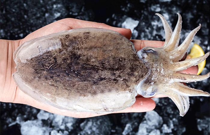 墨鱼的"墨汁"可以吃吗,它有什么营养?看完就明白,涨知识了