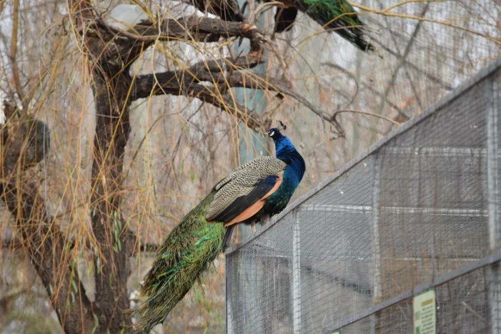 淄博動物園現在竟然這副模樣了你去過嗎