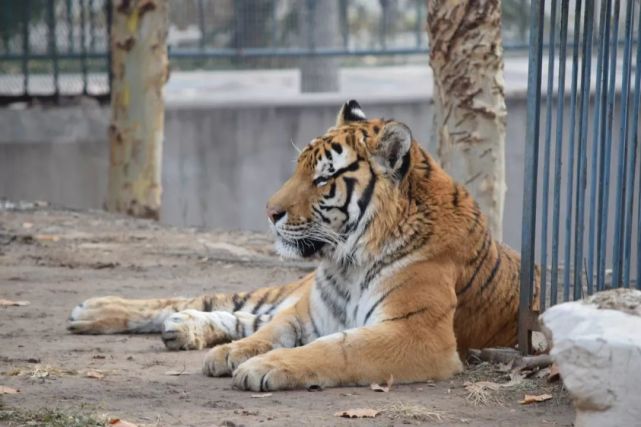 最后一个区域.野猪,狼,豹 何为刻板行为?