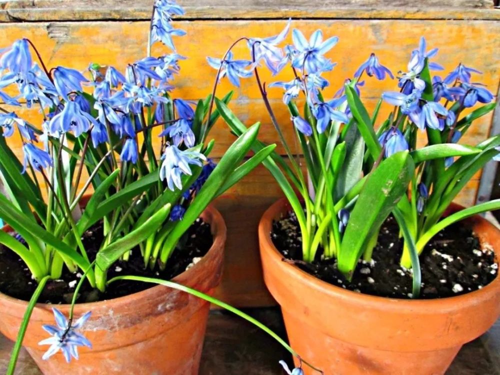 5种精致的蓝色的观赏花卉,适合布置在院子里,或养成阳台盆栽