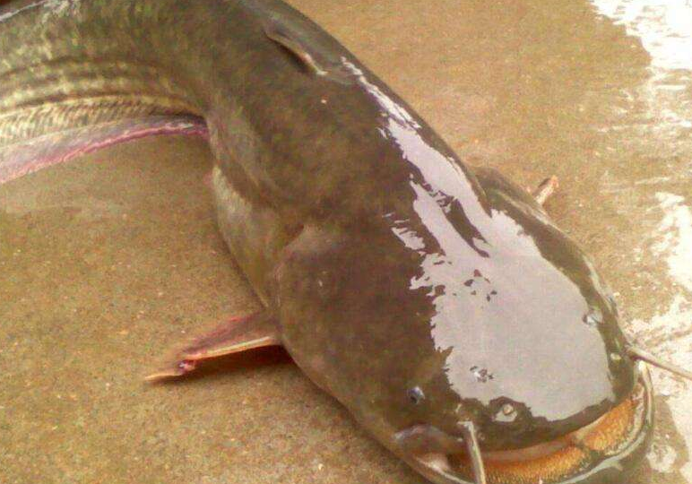 泰國鯰魚蛋,這樣的吃法,網友:簡直浪費美食啊