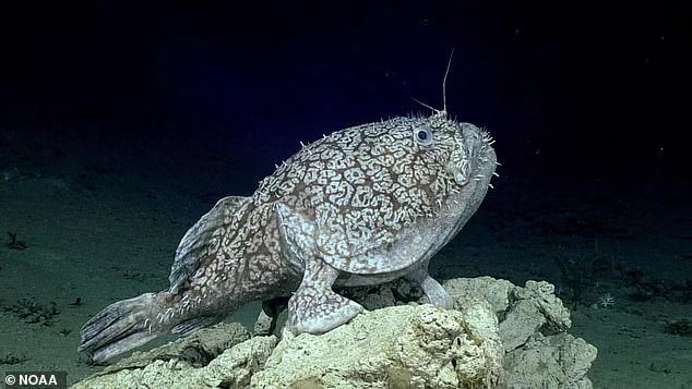 墨西哥湾千米深海惊现最丑怪鱼,寄生交配更可