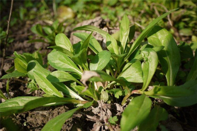 冬至丽句 经冬野菜青青色 未腊山梅处处花 腾讯新闻