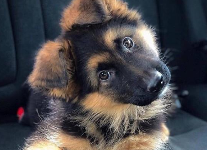 狗狗们为什么会歪着脑袋看你歪头杀很可爱但不是为了卖萌哦