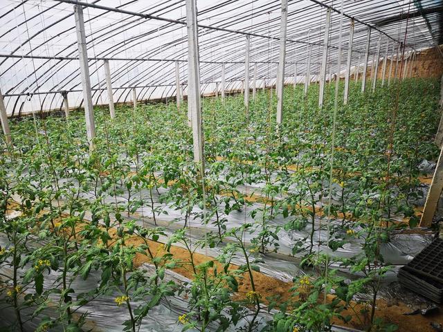 施肥|蔬菜果实膨大期，需氮多还是需钾多？正确的施肥方法要知道