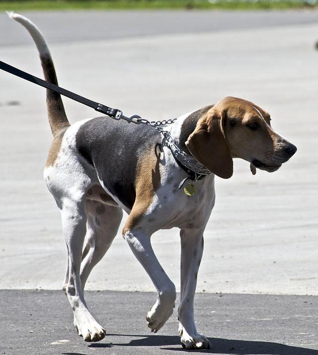 樹叢浣熊獵犬是由美國人繁殖培育而來,它們的祖先是英國獵狐犬與