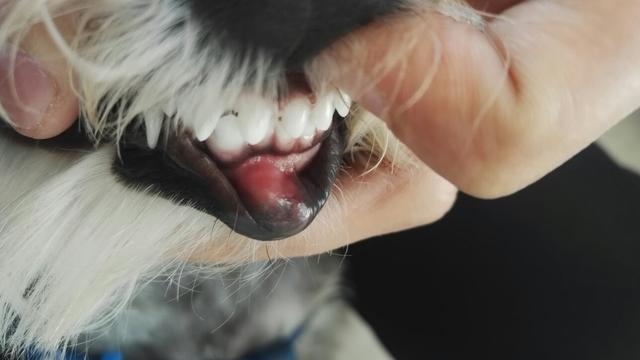 狗狗牙龈也会长肿瘤 而且还分两种类型 都需要动手术切除 腾讯新闻
