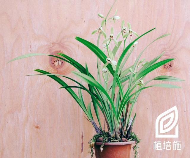 建兰cymbidium Ensifolia 地生兰栽培手册 建兰 四季兰 假鳞茎 兰科