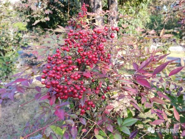 元の南天 花 時期 すべての美しい花の画像