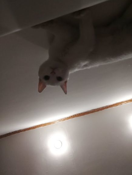 芸本芸_:嘿~~这也太那个了吧@齐大喵:总是和皮筋儿过不去就不怕把