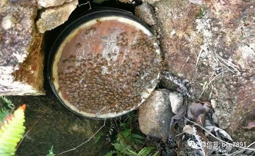 最牛诱蜂的诀窍及注意事项