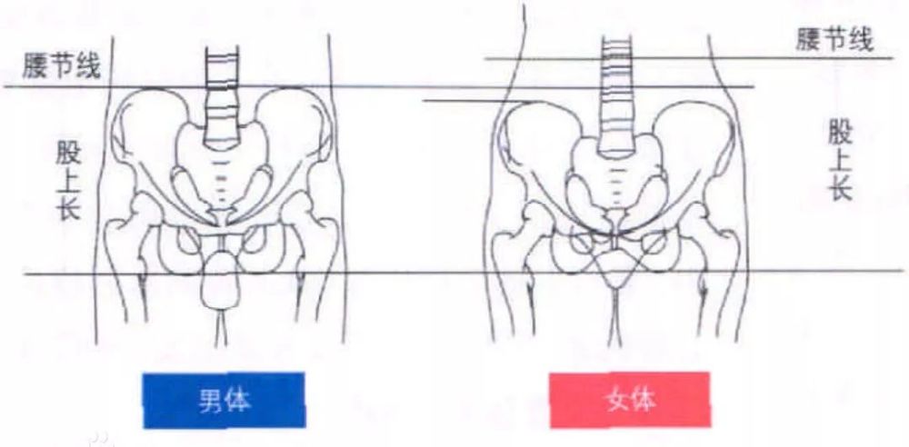 这是因为相同身长下,女性的腰节线要大于男性,也就是说女性的腰要比