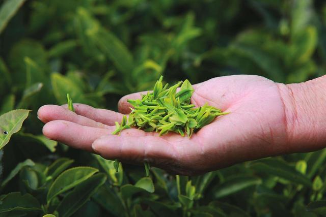 春茶和秋茶为何比夏茶好喝？