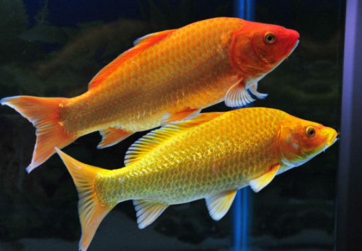 心理测试:三条锦鲤,你第一眼喜欢哪一条?测你的福气在什么地方