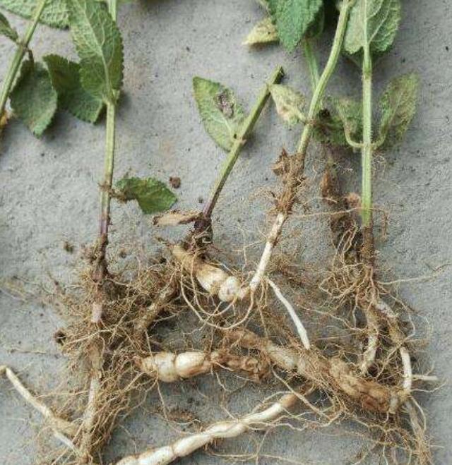 儿时不敢去挖"1种草",根茎像"白虫子",人称"地蚕",珍贵|地蚕|植物