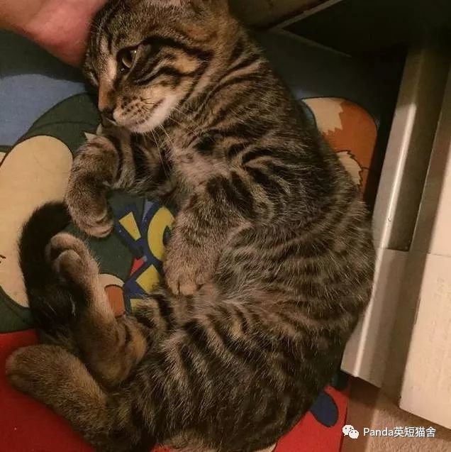 中国正宗狸花猫成功攻陷美国人民群众