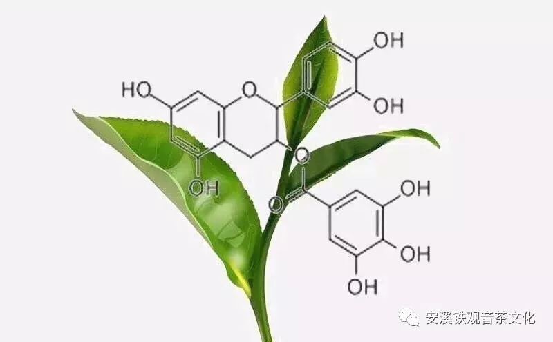 酯型儿茶素呈苦涩味,收敛性强.