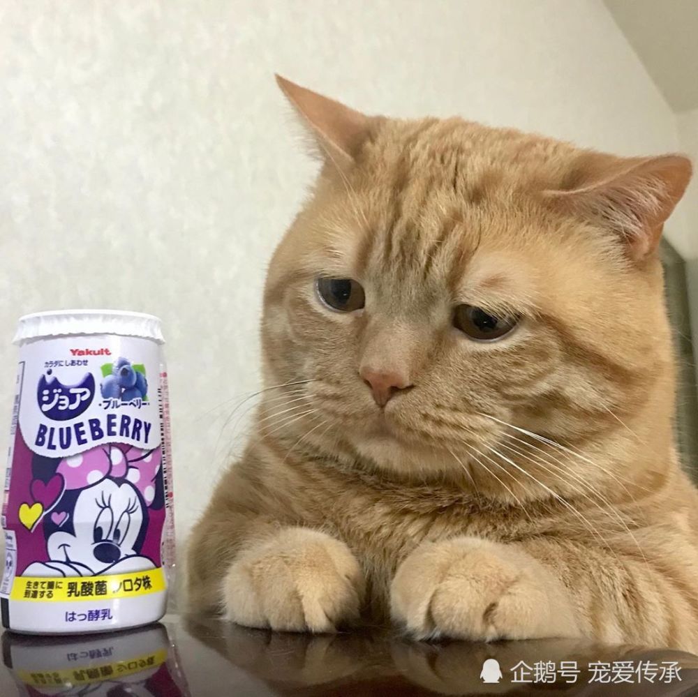 猫咪出现 三多 可能是这个病 主人发现不及时 可酿成大祸 腾讯新闻
