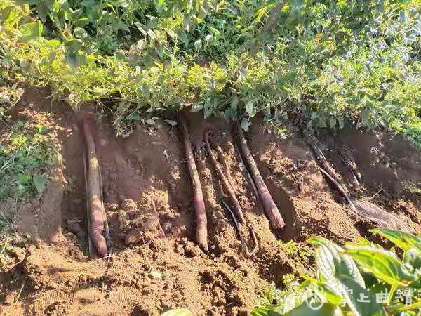 蒙络摇缀的翠绿藤蔓,这里是大井镇的紫山药扶贫产业种植基地