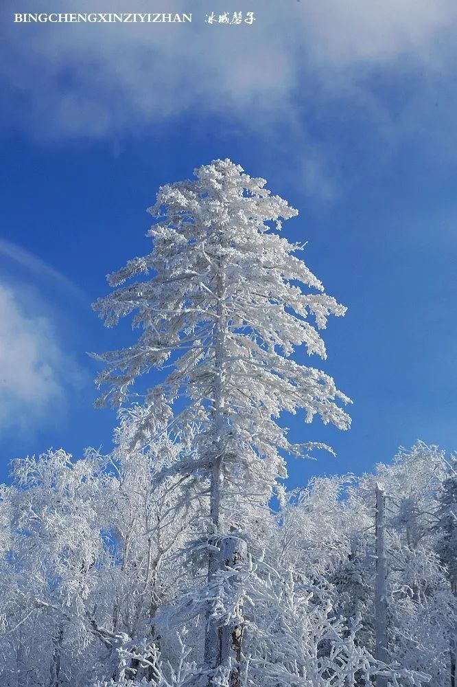 这一刻雪沉静得让人忘记了世间的纷繁