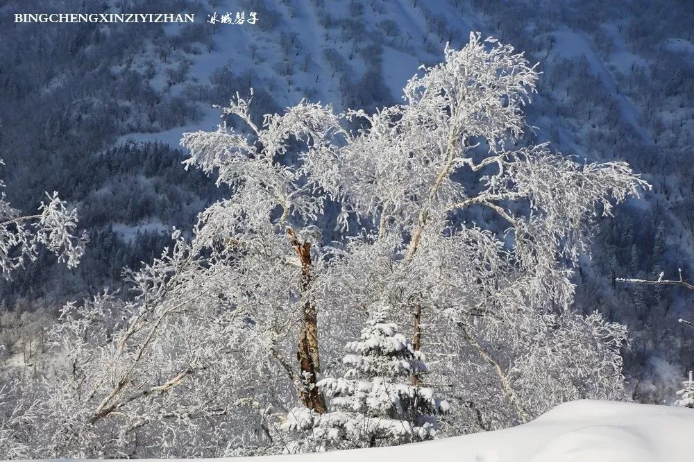 这一刻雪沉静得让人忘记了世间的纷繁