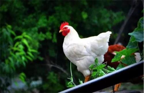 中国养鸡大王诞生,与马云一起上胡润百富