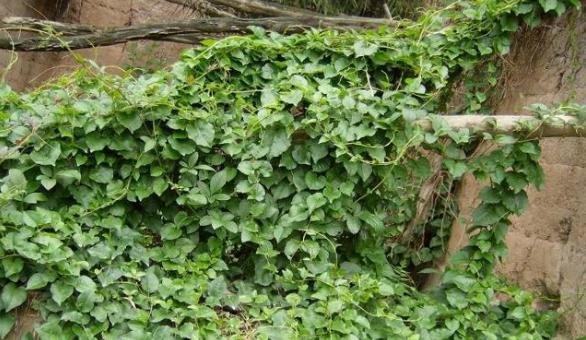 农村常见一野草平日爱爬墙生长遇见请珍惜老人说是珍贵藤三七